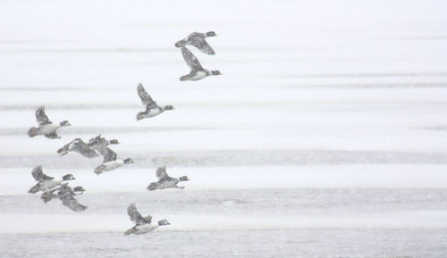 Goldeneyes in a snow storm