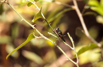 Close-up of insect on plant