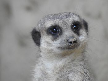 Close-up portrait of an animal