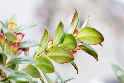Close-up of flower buds growing outdoors