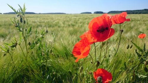 Close-up of red flower blooming in field