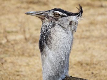Close-up of bird