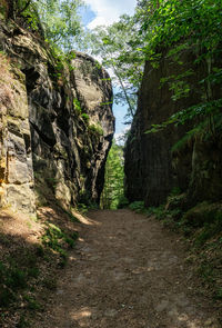 Road amidst trees in forest