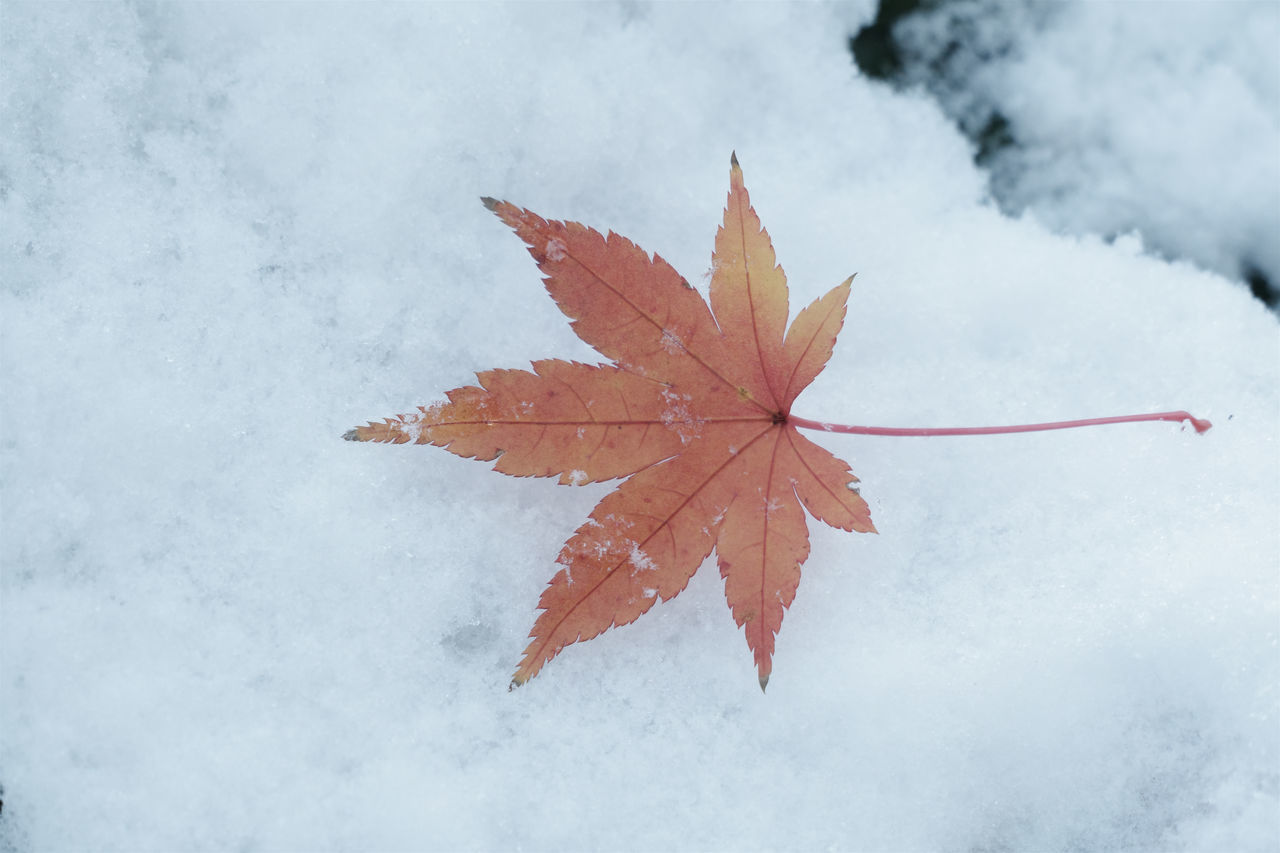 leaf, plant part, maple leaf, frost, nature, autumn, snow, winter, cold temperature, beauty in nature, maple, tree, branch, no people, environment, outdoors, plant, red, day, land, tranquility, close-up, freezing, falling, ice, frozen, maple tree, scenics - nature, orange color, dry, water