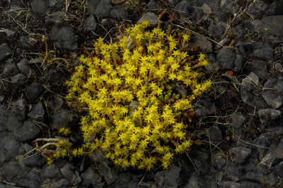 Close-up of yellow flowers growing outdoors