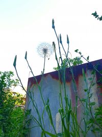 Low angle view of flowering plants against clear sky