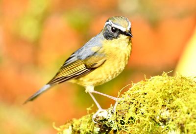 Close-up of bird perching on a plant