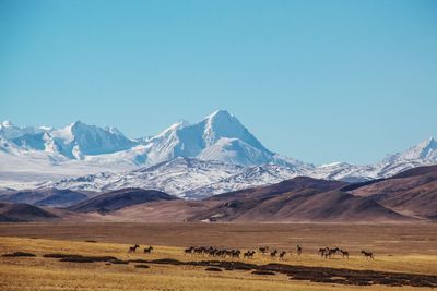 Mammals standing on landscape against mountain