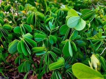 Close-up of green leaves