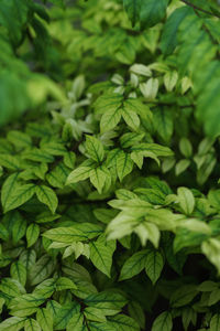 Full frame shot of green leaves