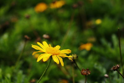 Close-up of yellow flower