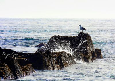 Bird perching on rock in sea against clear sky