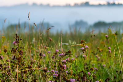 Wonderful mist or fog summer evening or morning, sunset or sunrise, meadow landscape with flowers