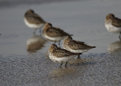 Close-up of birds on beach