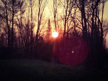 Silhouette of trees at sunset