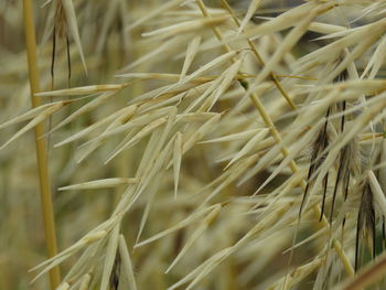 View of dry leaf on plant