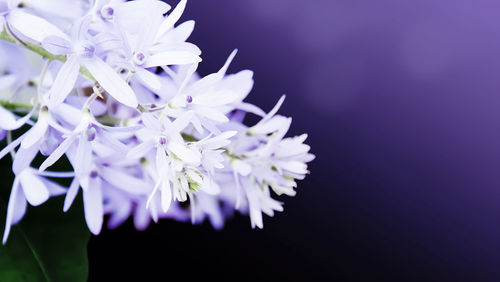 Close-up of purple flowering plant