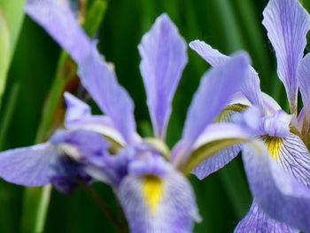 Close-up of purple iris