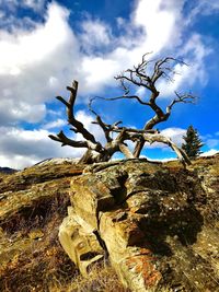 Low angle view of bare tree against sky