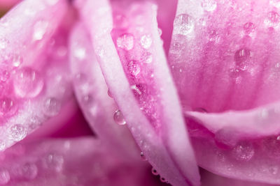 Close-up of wet pink rose flower