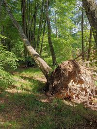 Trees in forest