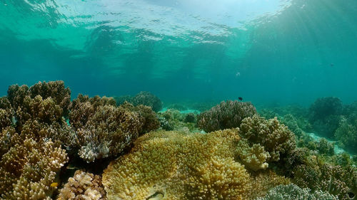 undersea