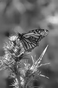 Close-up of butterfly perching on flower