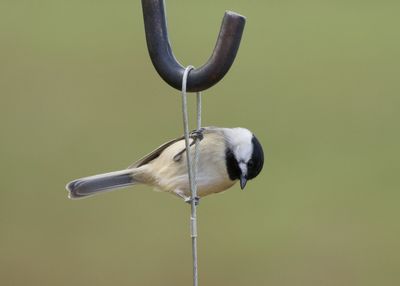 Close-up of bird perching on metal