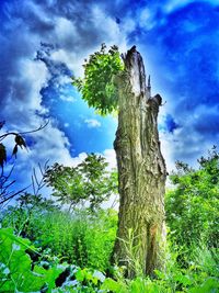 Low angle view of trees against cloudy sky