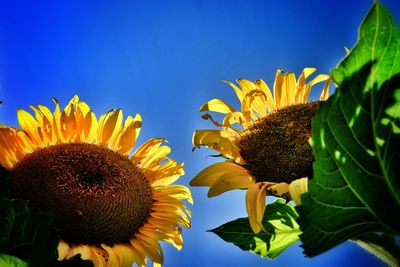 Close-up of sunflower