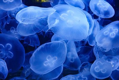 Close-up of jellyfish in sea
