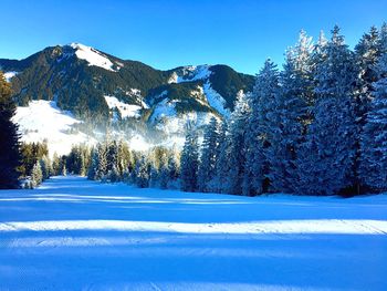 Snow covered trees and mountains against blue sky