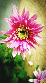 Close-up of pink flower blooming outdoors