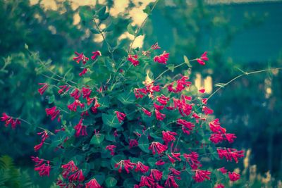 Close-up of red flowering plant leaves