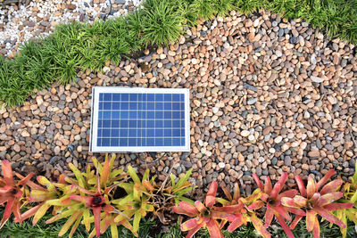Low angle view of plants growing on rock