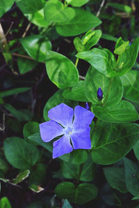 plant part