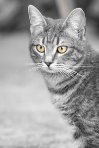 Close-up portrait of cat