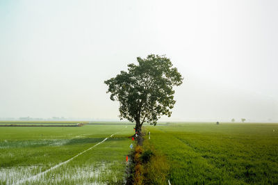 Tree on field against clear sky