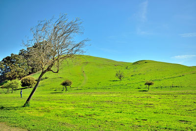 Tree on field against sky