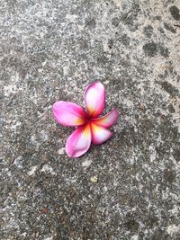 High angle view of pink flower blooming outdoors
