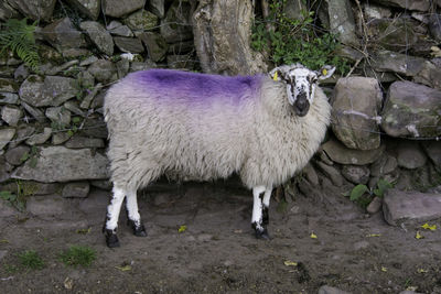 Sheep standing on dirt track beside stone wall