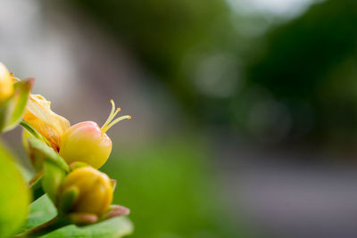 Close-up of flowers blooming outdoors