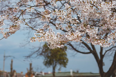 Close-up of cherry blossoms against sky