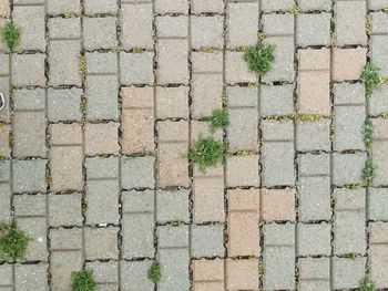 High angle view of plants growing on footpath