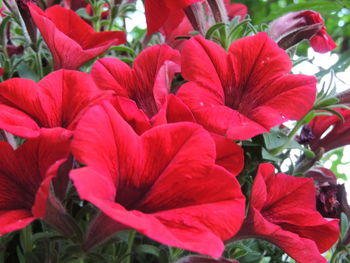 Close-up of red flowers blooming outdoors