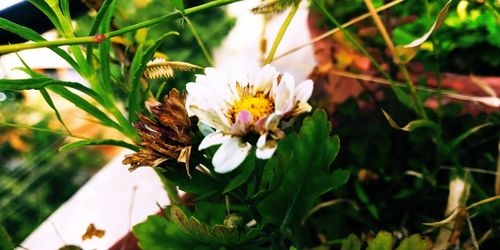 Close-up of honey bee on flowering plant