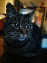 Close-up portrait of cat sitting at home