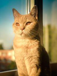 Close-up of a cat looking away