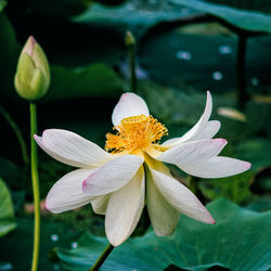 Close-up of flower against blurred background