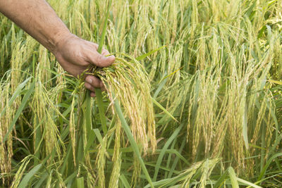 Close-up of hand holding wheat growing on field